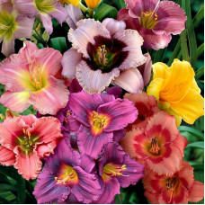 Лилейник МИКС (ВЫГОДНО!)