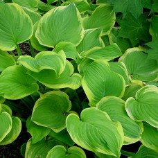 Хоста Fragrant Bouguet (Фрэгнант Бугет) М