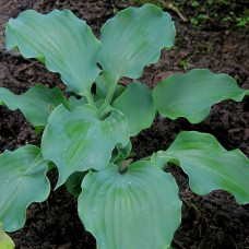 Хоста Frisian Waving Steel (Фрайзан Вейвин Стил) М