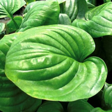 Хоста Mojito (Моджито) L