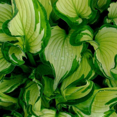 Хоста Fortunei Albopicta (Фортунеи Альбопикта) М