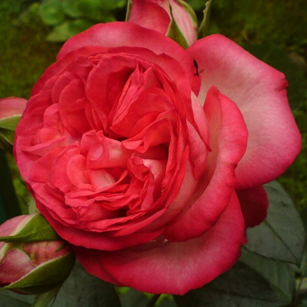 роза антик 89 (antike 89). роза антик 89 (antike 89). роза антик плетистая. роза плетистая (rosa antike. антик antike плетистая роза.