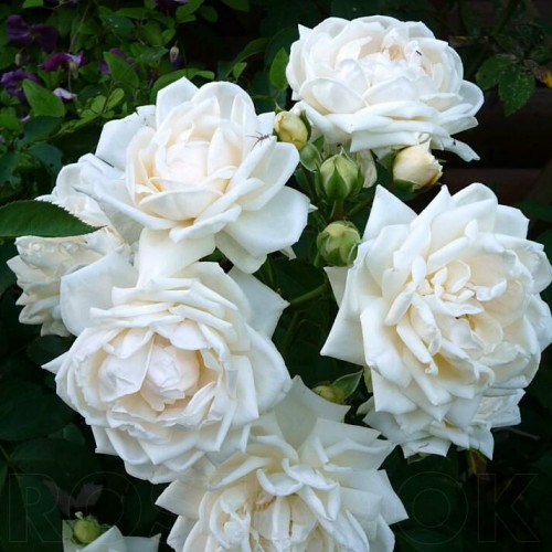 Роза плетистая Ильзе крон Супериор (Ilse Krohn Superior) купить саженцы почтой и