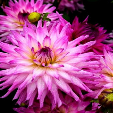 Георгина Ace Summer Emotions