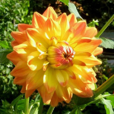 Георгина Ace Summer Sunset