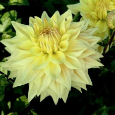 Георгина Advance