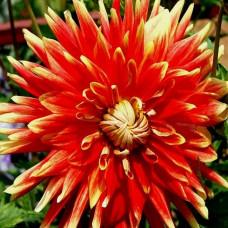 Георгина Autumn Sunbust