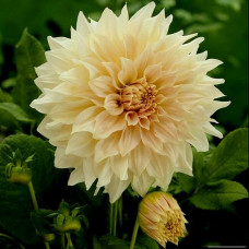 Георгина Cafe au Lait