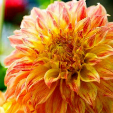 Георгина El Sol