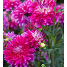 Георгина Glamour Girl