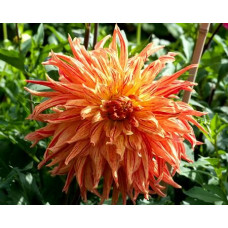 Георгина Maniac