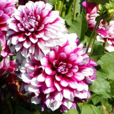 Георгина Patches