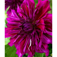 Георгина Purple Taiheijo