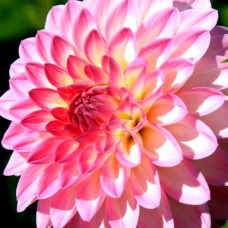 Георгина Arabatax