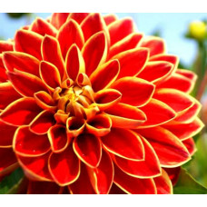 Георгина Caballero