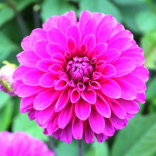 Георгина Cartouhe