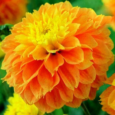 Георгина Deep Impact