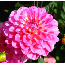 Георгина El Santo