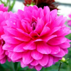 Георгина G.H. Lammerse