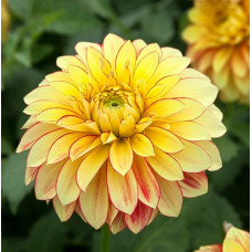 Георгина Lake Ontario