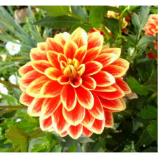 Георгина Maxime