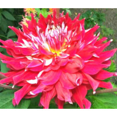 Георгина Merlot Magic