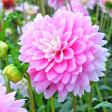 Георгина Offshore Dream