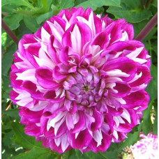 Георгина Optic Illusion