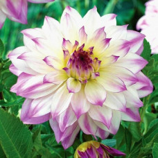 Георгина Sagitta