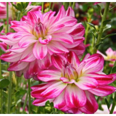 Георгина Saint Martin