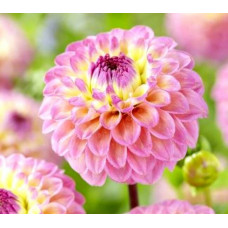 Георгина Senior's Favorite