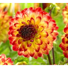 Георгина Senior's Flame