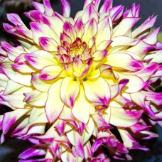 Георгина Zoey Rey