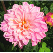 Георгина Princesse Laetitia