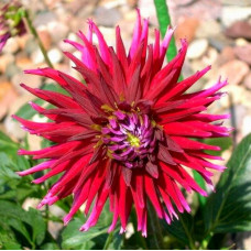 Георгина Apache Blauw