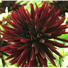 Георгина Trebbiano