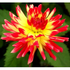 Георгина Vuurvogel