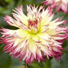 Георгина Caproz Josephine