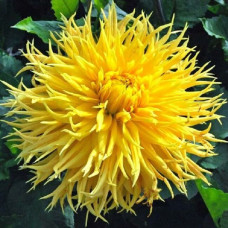 Георгина Encore