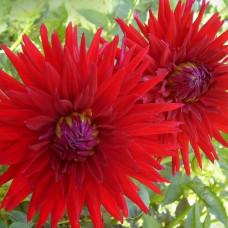 Георгина Mingus Jacky