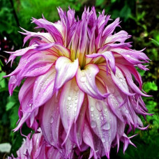 Георгина Snoho Diane