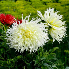 Георгина Tsuki-Yori-Noshisha