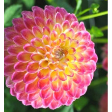 Георгина Jowey Arenda