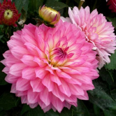 Георгина гэллери Bellini