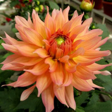 Георгина гэллери Leonardo (Леонардо)