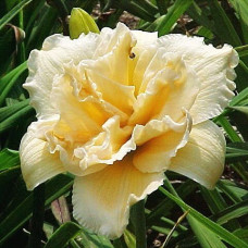 Лилейник Peddy Jeffcoat (Пэдди Джефкоат)