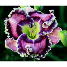 Лилейник Moving Pictures (Мувинг Пикчас)