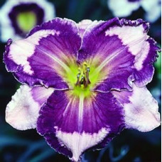 Лилейник Ledgewood's Pansy Eye (Лэджвудс Панси Ай)