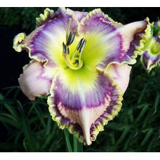 Лилейник Radio Rider (Радио Райдер)