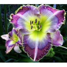 Лилейник Blue Bird of Paradise (Блю Бед оф Парадайз)